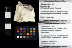 Foto (Objket + Etiketten) von Bullariscus patruliusi (Robins et al., 2013) 